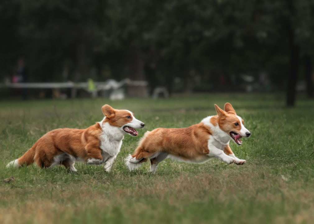 #21. Pembroke Welsh corgis